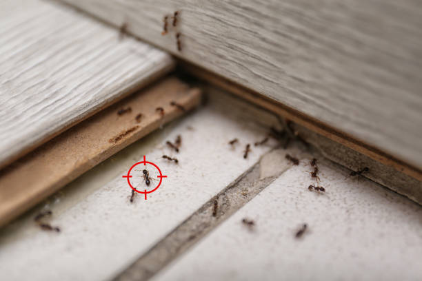Best Wasp Removal Services  in Baxter, TN