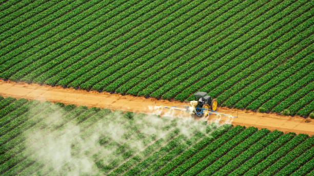 Wasp Removal Services in Baxter, TN