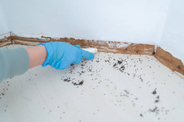 Best Affordable Pest Control Services  in Baxter, TN